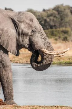 Elephant by the river Stock Photos
