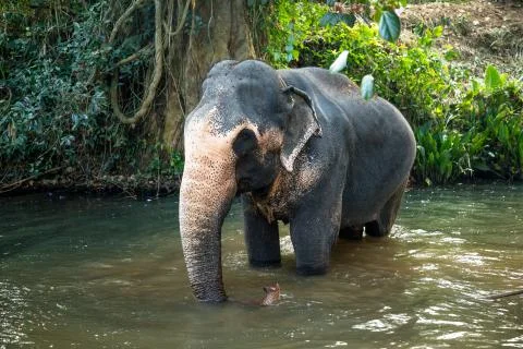 Elephant in the river Stock Photos