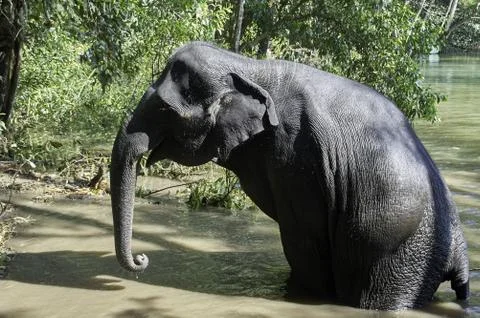 Elephant in the river preparing to lie down in the water Fotos Stock