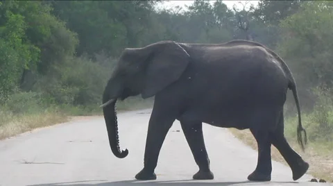 Elephant Road Block Stock Footage