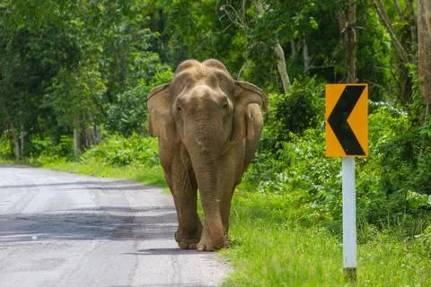 Elephant on the road Stock Photos