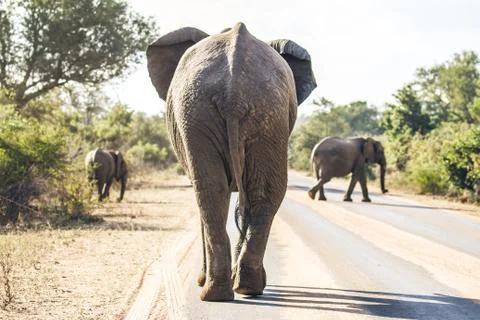 Elephant on the road Stock Photos