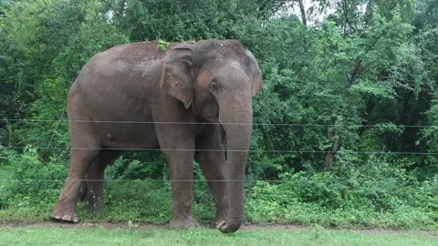 Elephant roadside Udawalawa Stock Footage 231023616