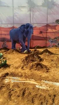 Elephant roaming the desert Foto stock