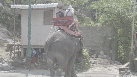 The elephant rolls tourists Stock Footage 92402102