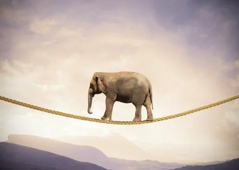 Elephant on a rope Stock Photos