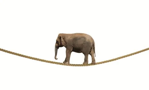 Elephant on a rope Stock Photos