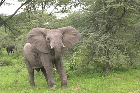 Elephant Ruaha Park Video stock 121588