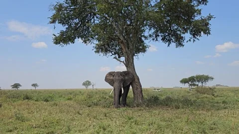 Elephant Rubbing Against Tree Trunk on Open Plain, Serengeti, Tanzania 8K Stock Footage 313909218