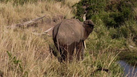 An elephant rubbing its neck on a tree trunk. Stock Footage 153711396