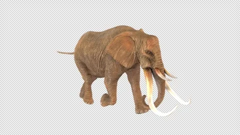 Elephant run Stock Footage 324895962