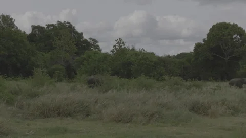 An  elephant run to the jungle Stock Footage 292827848