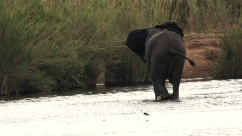 Elephant run through water chased by herd Stock Footage 296297832