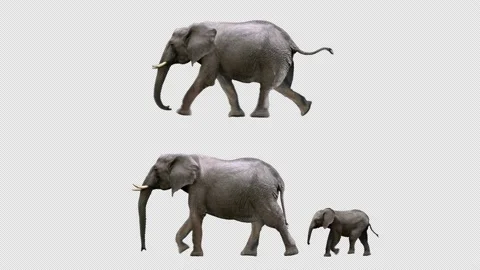 Elephant Running and Walking Stock Footage 194323826
