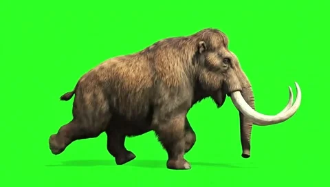 Elephant running continuously of the middle point in pure clean green screen 動画素材 318390876