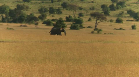 Elephant running Stock Footage 33696506