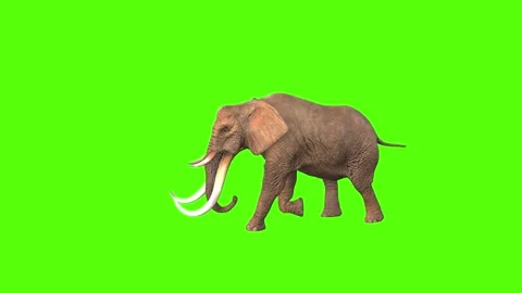 Elephant Green Screen Stock Footage ~ Royalty Free Stock Videos | Page 2