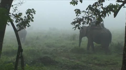 Elephant safari 2 Stock Footage 10495638