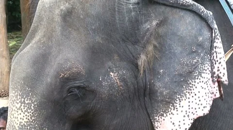 Elephant safari Stock Footage