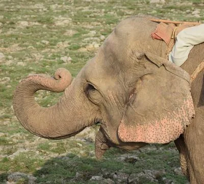 Elephant salute Foto stock