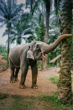 Elephant sanctuary Stock Photos