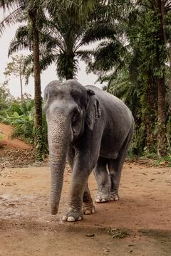 Elephant sanctuary Stock Photos