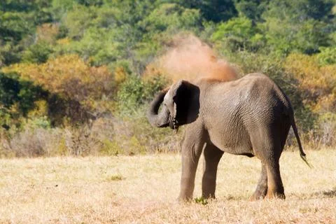Elephant is sand bathing Stock Photos