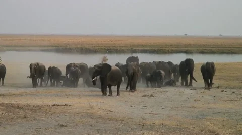 ELEPHANT SAND THROW Stock Footage