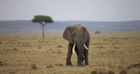 An elephant in the savannah Stock Footage 162494109