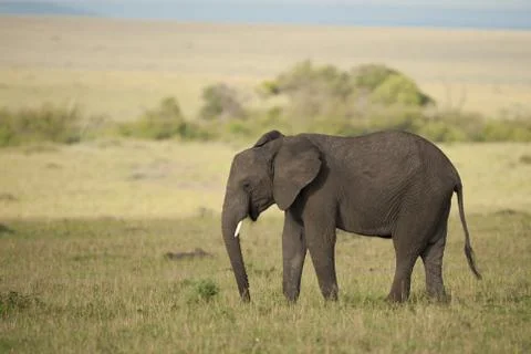 Elephant in the Savannah Stock Photos