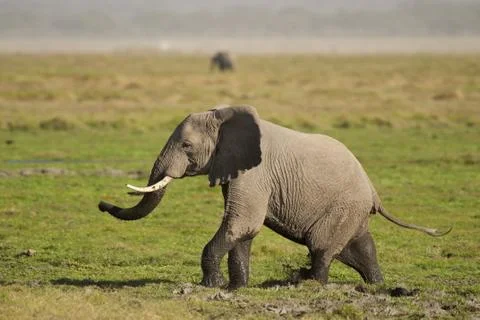 Elephant in the Savannah Stock Photos