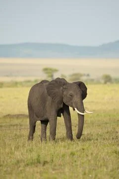 Elephant in the Savannah Stock Photos