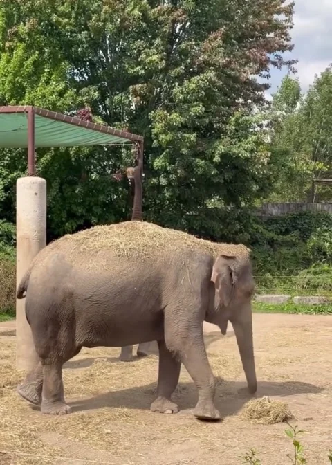An elephant scattering sand all over its body Stockbeeldmateriaal 348090576