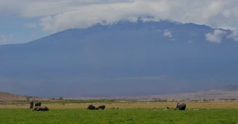 Elephant Scenic Stock Footage 60384120