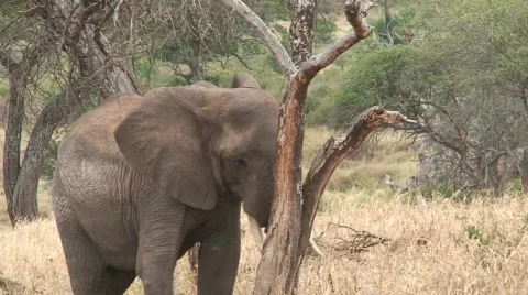 Elephant Scent Marking 01 Vídeo Stock 468051