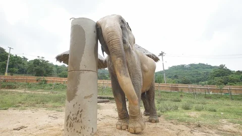 Elephant scratching 2 4k Stock Footage 122726200