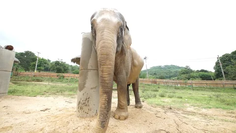 Elephant scratching 2 4k Stock Footage 123156699