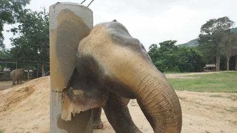 Elephant scratching 4k Stock Footage 122725700