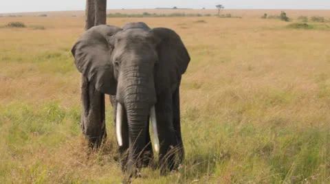 Elephant Scratching Backside on Tree Stock Footage 25680384