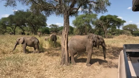Elephant scratching bum on tree in Tarangire National Park Tanzania Stockbeeldmateriaal 233036873