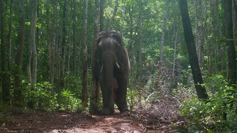 Elephant scratching his back against a tree Stock Footage 69801220