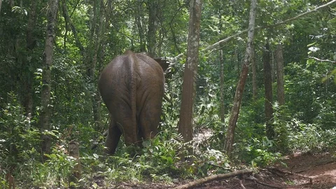 Elephant scratching his neck on a big branch Stock Footage 69803865