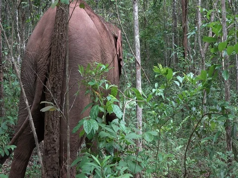 Elephant scratching its back against a tree in mondulkiri provine, cambodia Stock Footage 76112625