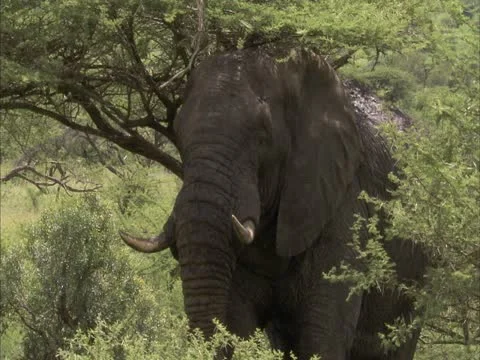 A elephant scratching its back. Stock Footage 21900598