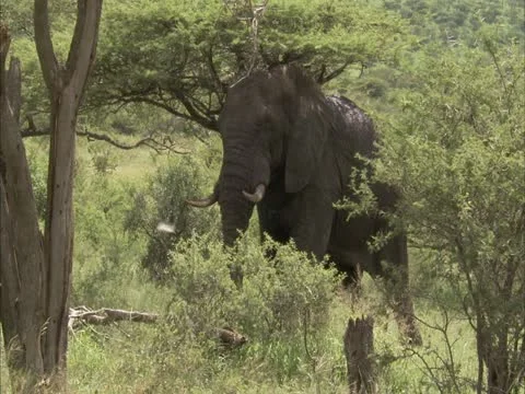Elephant scratching its body. Stock Footage 21898255