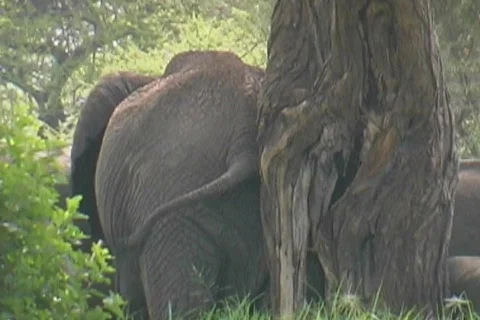Elephant scratching Tarangire Stock Footage 119282