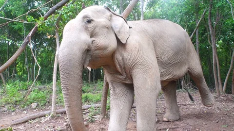 Elephant scratching tree 4 4k Stock Footage 123156816