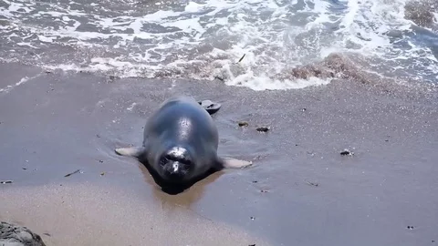 A Elephant Sea Stock Footage 90292136