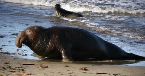 Elephant Seal asserts dominance by loudly calling and charging Stock Footage 92933155