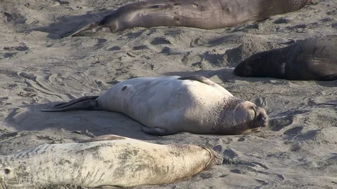 Elephant seal on back Stock Footage